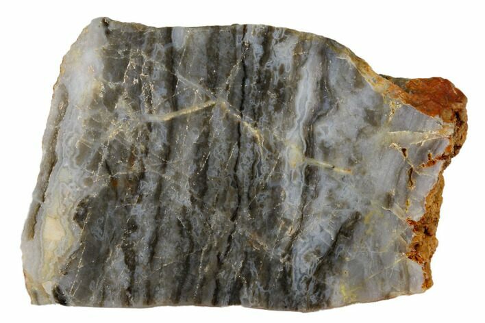 Polished Linella Avis Stromatolite - Million Years #180015